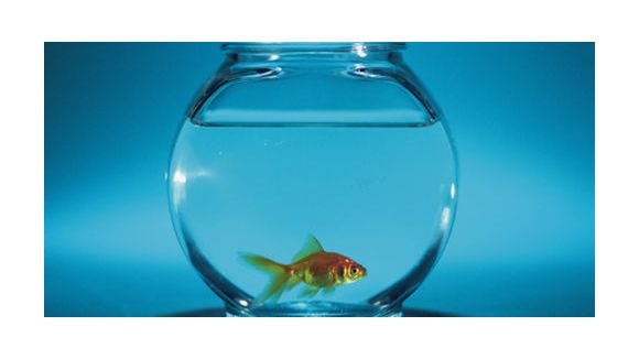 Pas de sensation de douleur chez les poissons ?