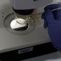 Test d’un vaccin contre le Sida sur des macaques