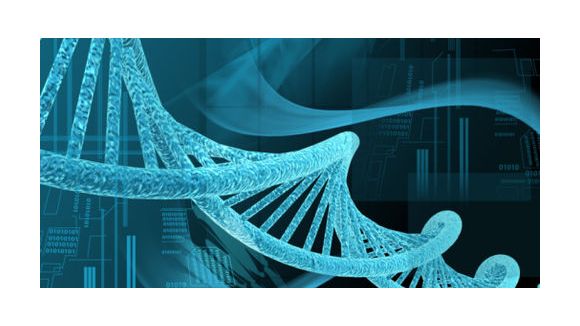 Un bébé Néandertal prochainement en gestation ?