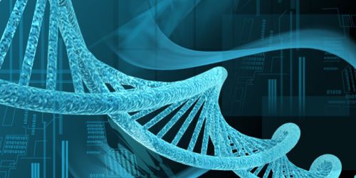 Le bébé Néandertal est une erreur de traduction