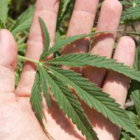 La jeune fille dealait le cannabis de ses parents