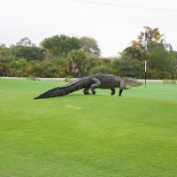 Sans pression, un alligator géant traverse un green de golf en Floride