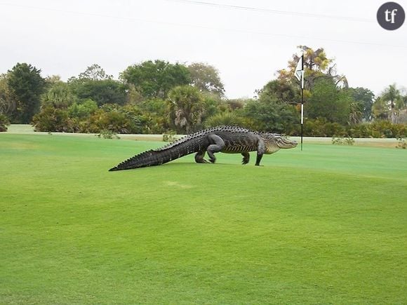 Alligator sur le green de Myakka Pines en Floride