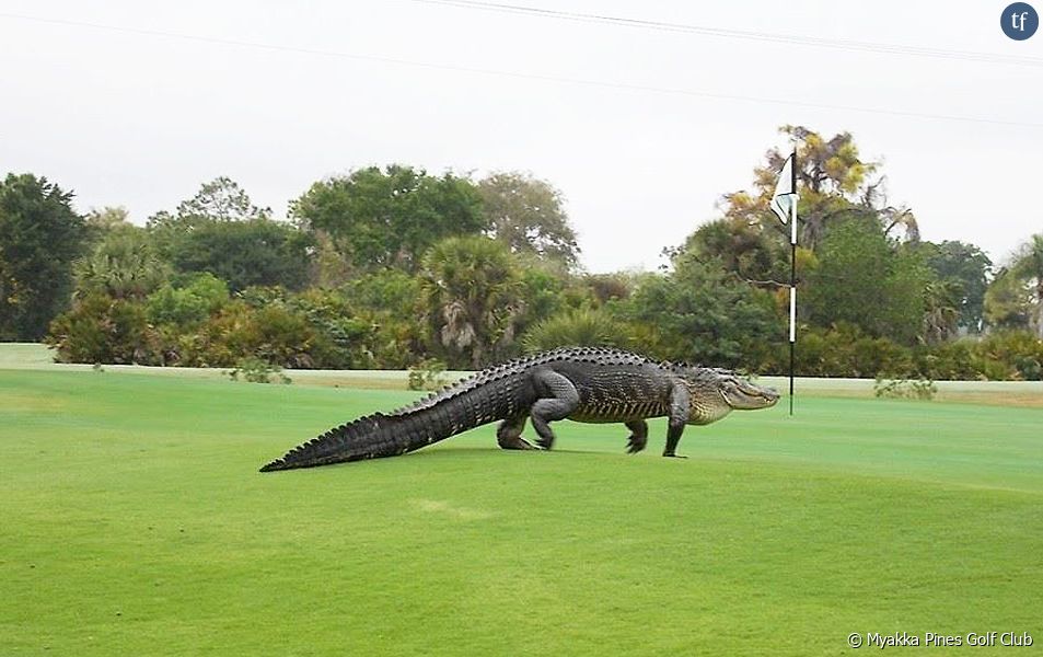Alligator sur le green de Myakka Pines en Floride