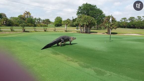 L'alligator au club de gold Myakka Pines Floride