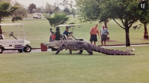 Une photo de "Big George", le précédent alligator qui avait investi les lieux pendant plusieurs années.