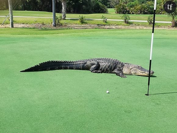 L'alligator au club de gold Myakka Pines Floride