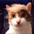 Le compte Instagram "Trump your cat" et ses portraits de chats coiffés façon Donald Trump.