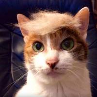 Peigner son chat en Donald Trump, la nouvelle tendance qui décoiffe