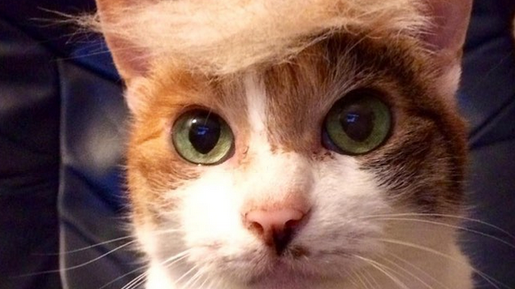 Peigner son chat en Donald Trump, la nouvelle tendance qui décoiffe