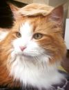 Le compte Instagram "Trump your cat" et ses portraits de chats coiffés façon Donald Trump.