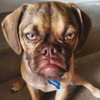 Earl The Grumpy Puppy : va-t-il voler la vedette à Grumpy Cat ? (photos)