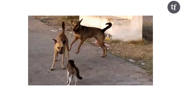 Les chats seraient responsables de la disparition de nombreuses espèces de chiens.