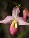 Voici quelques astuces pour faire fleurir son orchidée correctement.