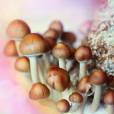 "Psilocybe McKennai": une variété de champignons hallucinogènes dont le principal composant est la psilocybine.