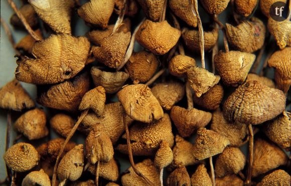 Les champignons hallucinogènes comme remède à la dépression