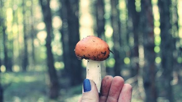 Les champignons hallucinogènes, remède miracle contre la dépression ?