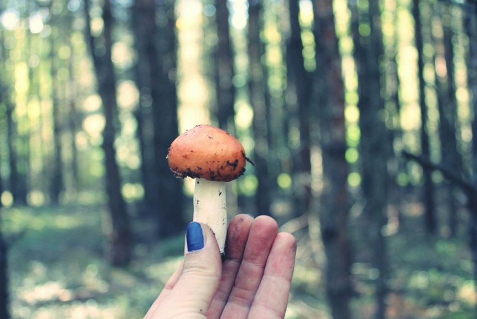 Les champignons hallucinogènes, remède contre la dépression ?