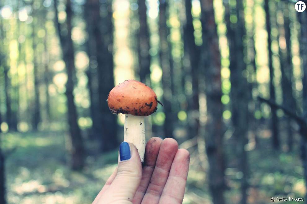 Les champignons hallucinogènes, remède contre la dépression ?