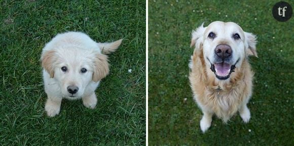 Ce golden retriever a bien changé