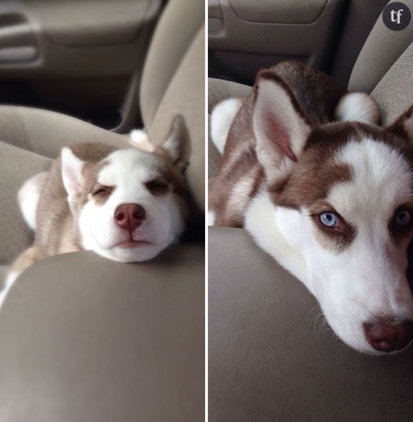 Ce chien est aussi beau chiot qu'adulte.