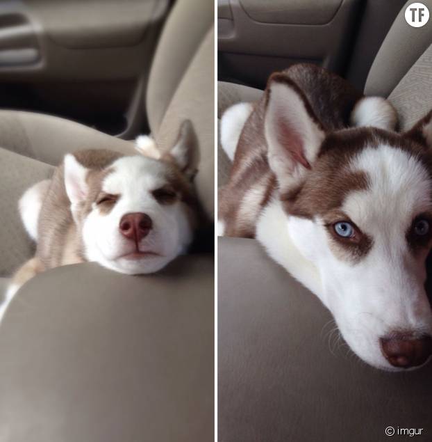 Avant Apres Les Photos Trop Mignonnes De Ces Chiens Qui Ont Grandi Avec Nous Terrafemina