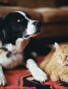Remèdes naturels contre les puces des chats et chiens sans produits chimiques