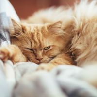 Pourquoi les chats nous snobent : on a (enfin) l'explication scientifique