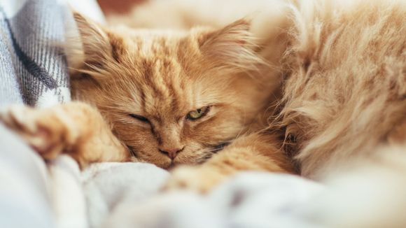 Pourquoi les chats nous snobent : on a (enfin) l'explication scientifique