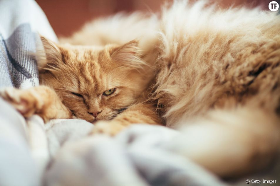 Pourquoi les chats nous snobent on a (enfin) l
