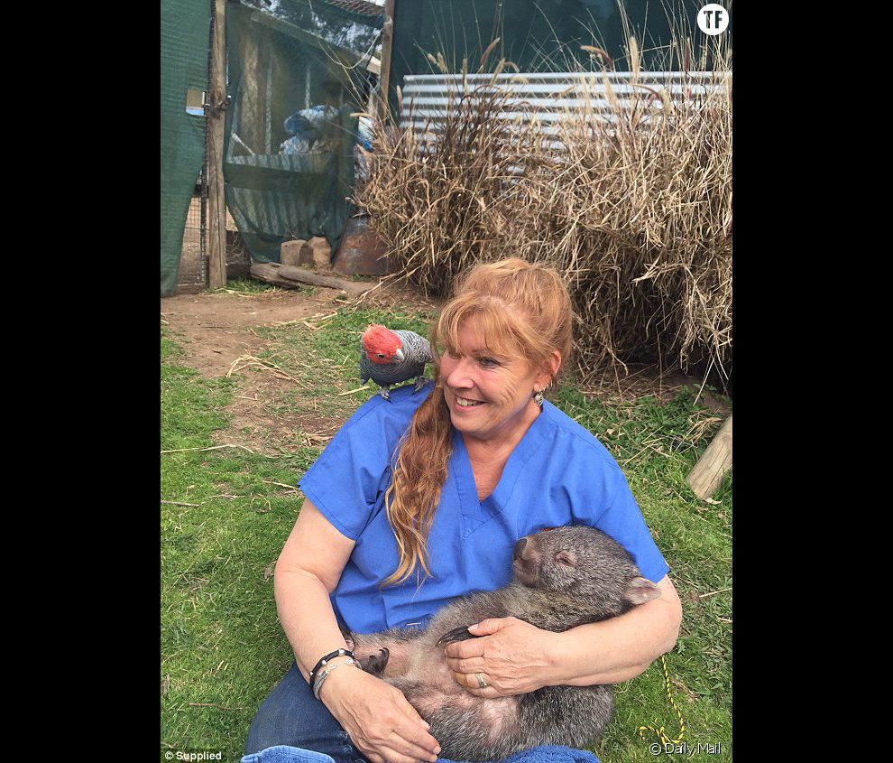 Roz Holmes gagne sa vie en soignant des wombats