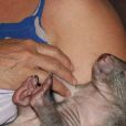 Un bébé wombat secouru par Roz Holmes