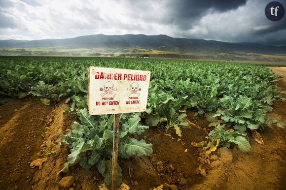 Vallée de Salinas, Californie, Etats-Unis