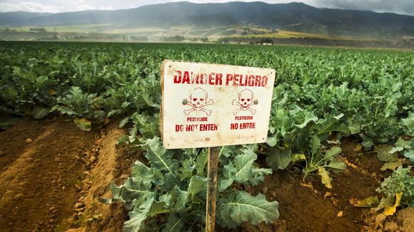 Pesticides : une nouvelle étude alerte sur les dangers pour la femme enceinte