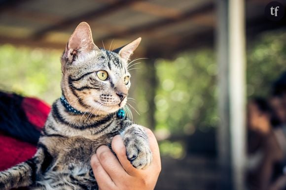 N'offrez pas d'animaux à Noël