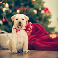 Non, les animaux ne sont pas de super cadeaux de Noël