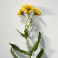 5 plantes magiques pour nous protéger cet hiver