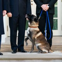 Le chien héroïque de Donald Trump est en fait une chienne (et ça lui pose problème)