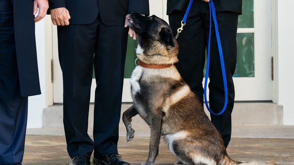 Le chien héroïque de Donald Trump est en fait une chienne (et ça lui pose problème)