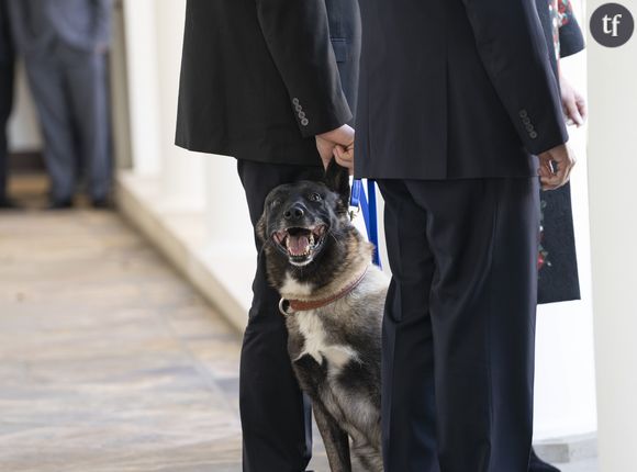 Conan, le chien girl power.