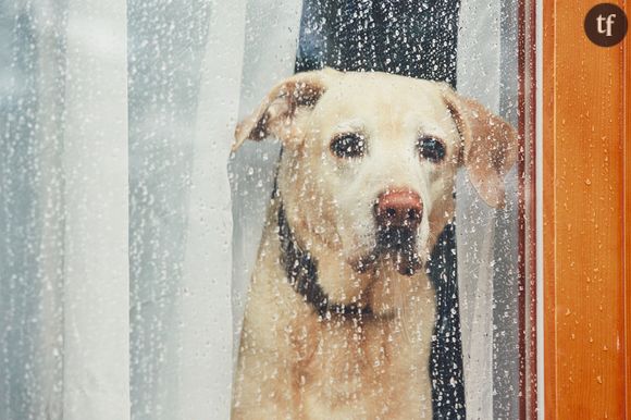 Quand les animaux se réapproprient l'espace.