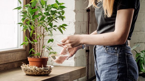 7 astuces pour que mes plantes ne décèdent pas pendant mes vacances