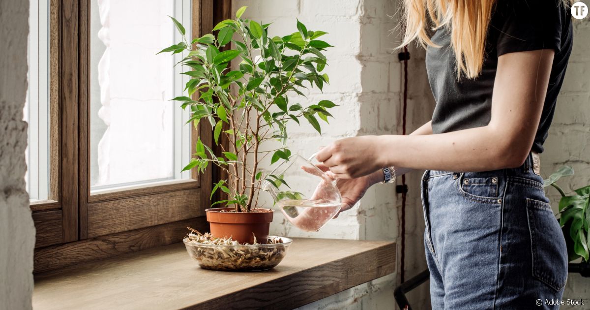 Départ en vacances : 5 solutions pour l'arrosage de vos plantes en votre  absence : Femme Actuelle Le MAG