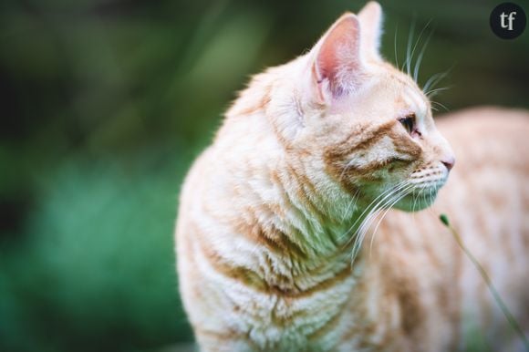 Abandon d'animaux l'été : y'a-t-il vraiment un "effet Covid" ?