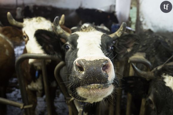 Et si les animaux avaient enfin des droits ?