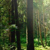 Comment m'offrir un bain de forêt gratos ?