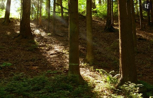 Comment m'offrir un bain de forêt gratos ?