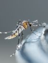 Les moustiques sont-ils de grands écolos ?