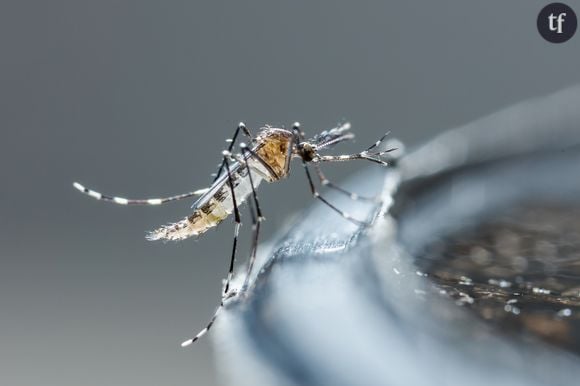 Les moustiques sont-ils de grands écolos ?