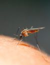 Les moustiques font beaucoup pour l'écosystème